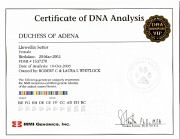 Certificate_DNA - Duchess